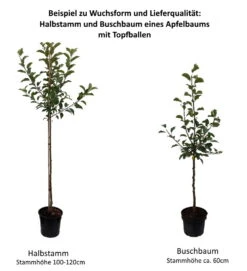 Gelber Edelapfel Malus Domestica -Geschäft Für Pflanzensamen Und Düngemittel 0 Baumformen Buschbaum und HalbstammqRMgj6T4A4yY0