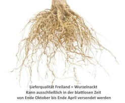 Gerlinde ® Malus Domestica -Geschäft Für Pflanzensamen Und Düngemittel 0Wurzelnackt2YsTJ1yJyPZCZw