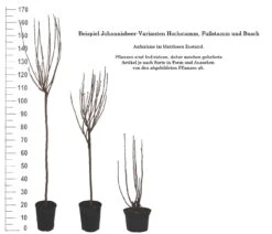 Rolan Ribes Rubrum `Rolan´ -Geschäft Für Pflanzensamen Und Düngemittel 1Beispiel Johannisbeere WuchsformenubMxZbmWVRpso