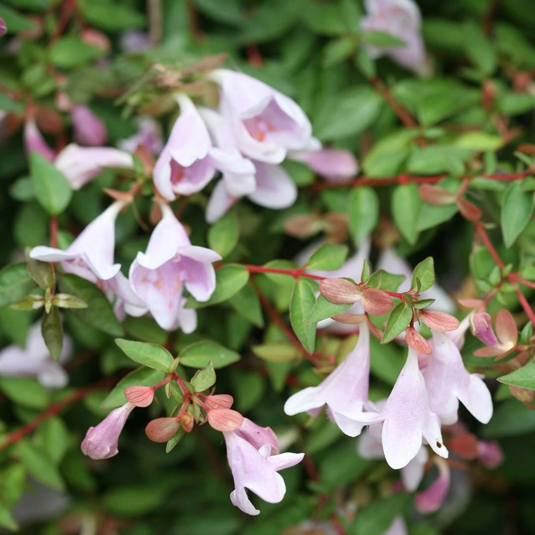 Abelie `Pinky Bells®´ Abelia Grandiflora 1 Abelie `Pinky Bells®´ Abelia Grandiflora