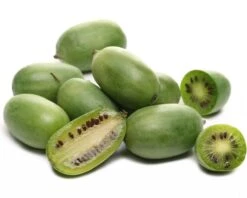 Großrüchtige Bayern-Kiwi `Super Jumbo´ Actinidia Arguta `Super Jumbo´