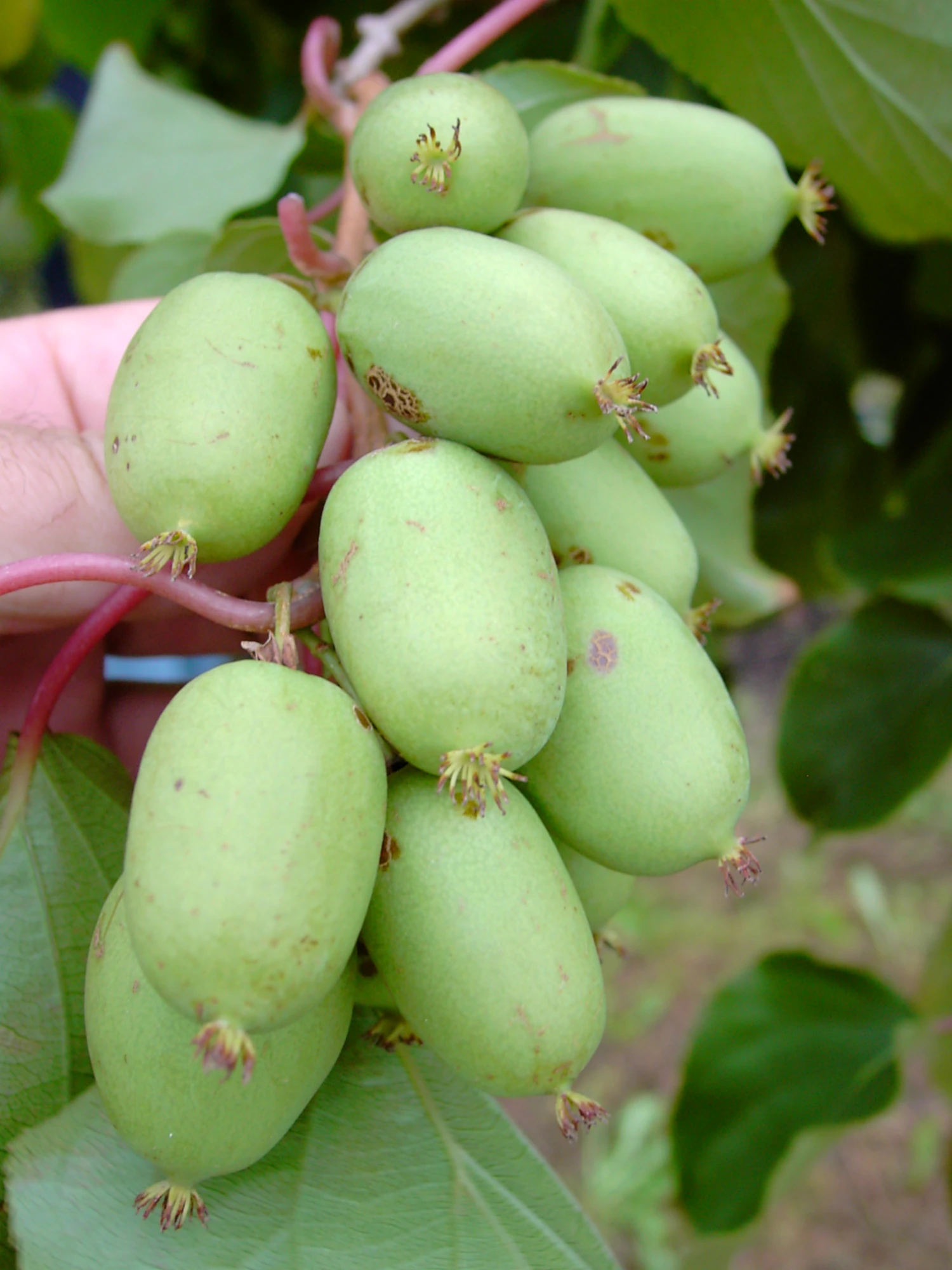 Bayern-Kiwi `Issai´ (selbstfruchtbar) Actinidia Arguta `Issai´ 1 Bayern-Kiwi `Issai´ (selbstfruchtbar) Actinidia Arguta `Issai´