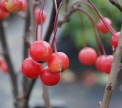 Zwerg-Zierapfel `Adirondack´ Malus ´Adirondack´ 7 Zwerg-Zierapfel `Adirondack´ Malus ´Adirondack´ -Geschäft Für Pflanzensamen Und Düngemittel Adirondack Frucht Oktober