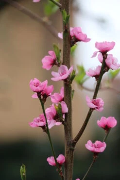 Säulen-Nektarine `Alice Col´ Ⓢ Prunus Nucipersica `Alice Col´ 6 Säulen-Nektarine `Alice Col´ Ⓢ Prunus Nucipersica `Alice Col´ -Geschäft Für Pflanzensamen Und Düngemittel Alice Col Bl te