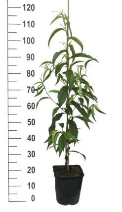 Säulen-Nektarine `Alice Col´ Ⓢ Prunus Nucipersica `Alice Col´ 7 Säulen-Nektarine `Alice Col´ Ⓢ Prunus Nucipersica `Alice Col´ -Geschäft Für Pflanzensamen Und Düngemittel Alice Col weiss