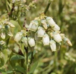 Heidelbeere `Ama´ Vaccinum Corymbosum `Ama´ -Geschäft Für Pflanzensamen Und Düngemittel Ama Heidelbeere Bl te