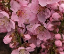 Zwergpfirsich `Amber® Pix ZeeⓈ´ Prunus Persica -Geschäft Für Pflanzensamen Und Düngemittel Amber Pix Zee