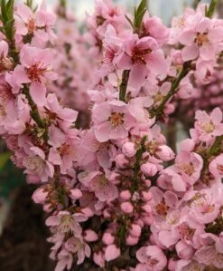Zwergpfirsich `Amber® Pix ZeeⓈ´ Prunus Persica -Geschäft Für Pflanzensamen Und Düngemittel Amber Pix Zee1