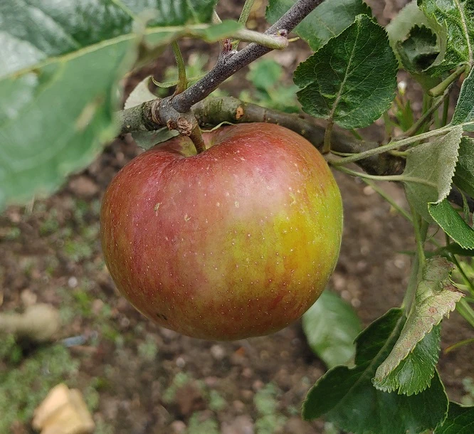 Antonowka Malus Domestica `Antonowka´ 1 Antonowka Malus Domestica `Antonowka´