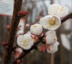 Ungarische Beste Prunus Armeniaca `Ungarische Beste´ -Geschäft Für Pflanzensamen Und Düngemittel Aprikose Bl te