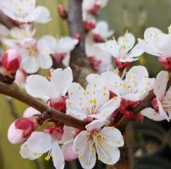 Kompakt Wachsende Aprikose `CompactaⓇ´ Prunus Armeniaca `Compacta´ -Geschäft Für Pflanzensamen Und Düngemittel Aprikose Compacta