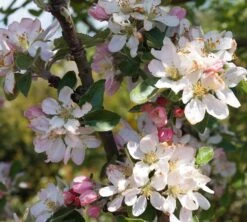 Säulenapfel Arbat ® Malus Domestica -Geschäft Für Pflanzensamen Und Düngemittel Arbat Bl te