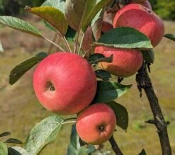 Säulenapfel Arbat ® Malus Domestica -Geschäft Für Pflanzensamen Und Düngemittel Arbat S ulenapfel2