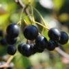 Aronia Aron - Großfrüchtige Apfelbeere Aronia Melanocarpa `Aron´