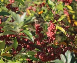 Silberblättrige Büffelbeere Sheperdia Argentea