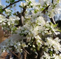 Mirabelle `Bellamira´ ® Prunus Domestica Subsp. Syriaca `Bellamira´ -Geschäft Für Pflanzensamen Und Düngemittel Bellamira 1