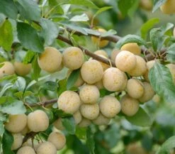 Mirabelle `Bellamira´ ® Prunus Domestica Subsp. Syriaca `Bellamira´