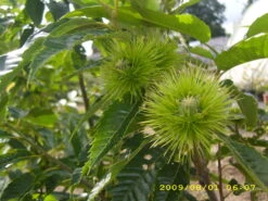 Esskastanie `Belle Epine´ Castanea Sativa `Belle Epine´ -Geschäft Für Pflanzensamen Und Düngemittel Belle Epine