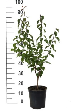 Japanische Zier-Aprikose `Beni-chi-dori´ Prunus Mume `Beni-chi-dori´ 7 Japanische Zier-Aprikose `Beni-chi-dori´ Prunus Mume `Beni-chi-dori´ -Geschäft Für Pflanzensamen Und Düngemittel Beni chi dori Zieraprikose