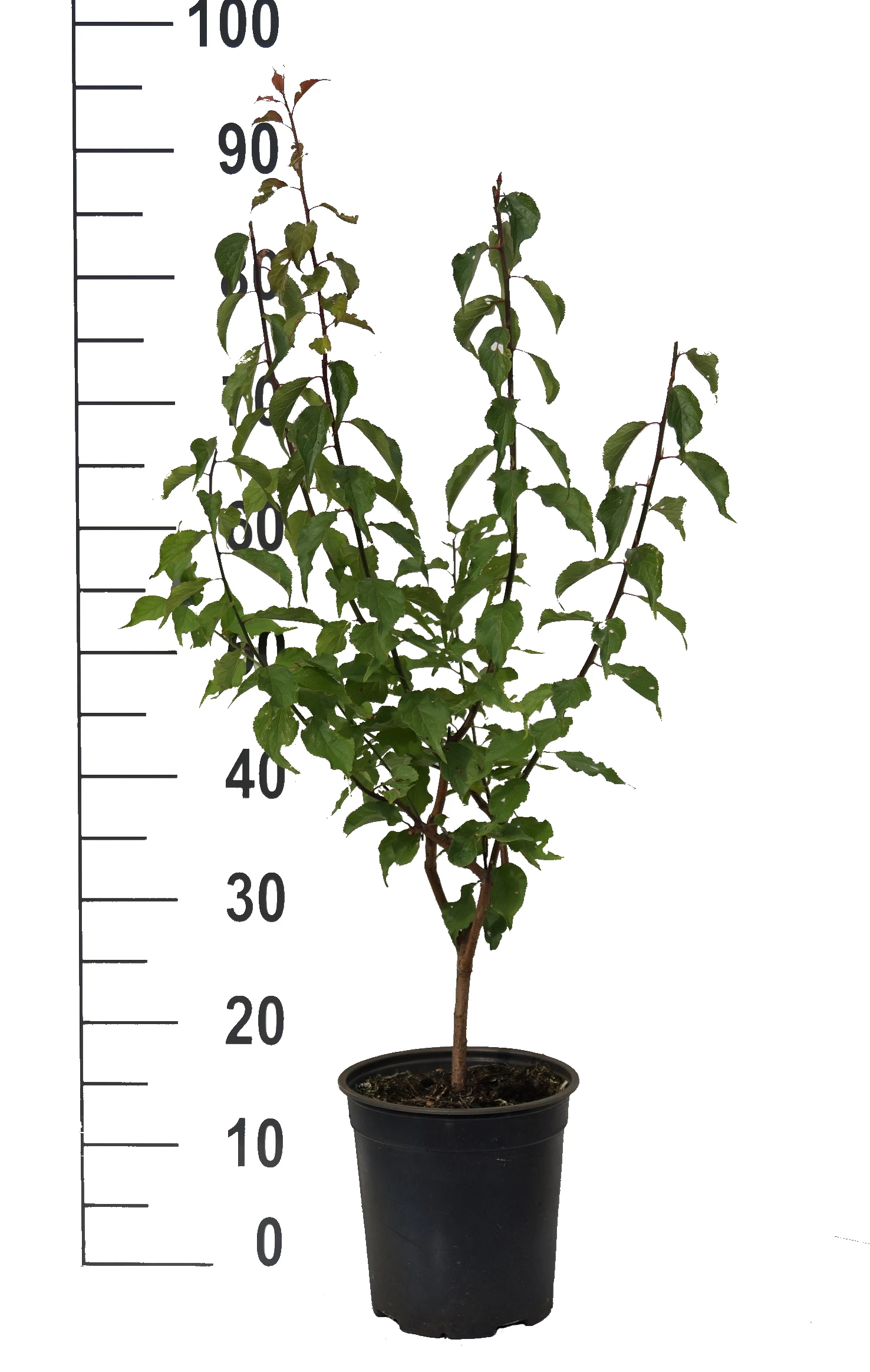 Japanische Zier-Aprikose `Beni-chi-dori´ Prunus Mume `Beni-chi-dori´ 4 Japanische Zier-Aprikose `Beni-chi-dori´ Prunus Mume `Beni-chi-dori´ – Bild 4