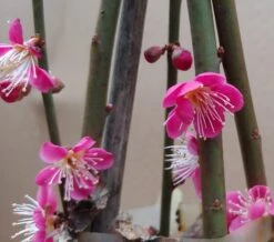 Japanische Zier-Aprikose `Beni-chi-dori´ Prunus Mume `Beni-chi-dori´ 6 Japanische Zier-Aprikose `Beni-chi-dori´ Prunus Mume `Beni-chi-dori´ -Geschäft Für Pflanzensamen Und Düngemittel Benichidori