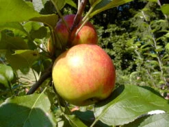 Geschäft Für Pflanzensamen Und Düngemittel -Geschäft Für Pflanzensamen Und Düngemittel Biesterfelder