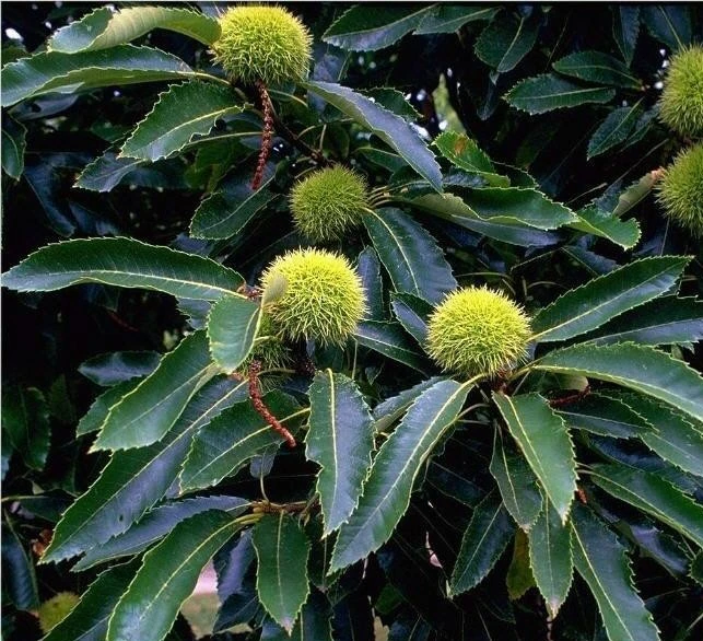 Esskastanie `Doré De Lyon´ Castanea Sativa `Dore De Lyon´ 2 Esskastanie `Doré De Lyon´ Castanea Sativa `Dore De Lyon´ – Bild 2