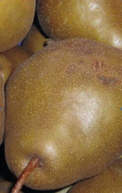 Uta Pyrus Communis `Uta´ -Geschäft Für Pflanzensamen Und Düngemittel Birne UTA