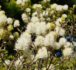 Großer Federbuschstrauch Fothergilla Major -Geschäft Für Pflanzensamen Und Düngemittel Bl te Fothergilla