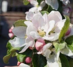 Holsteiner Cox Malus Domestica -Geschäft Für Pflanzensamen Und Düngemittel Bl te Holst Cox