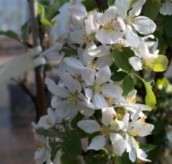 Säulenapfel `Rondo´ Malus Domestica `Rondo´ -Geschäft Für Pflanzensamen Und Düngemittel Bl te Rondo