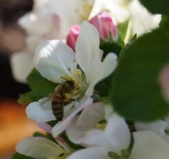 Säulenapfel `Rondo´ Malus Domestica `Rondo´ -Geschäft Für Pflanzensamen Und Düngemittel Bl te Rondo mit Biene