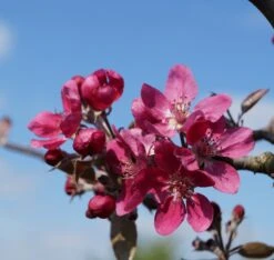 Rotfleischiger Apfel Malus Domestica -Geschäft Für Pflanzensamen Und Düngemittel Bl te Rotfleischiger Apfel