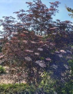 Holunder Black Lace ® Sambucus Nigra `Black Lace´ -Geschäft Für Pflanzensamen Und Düngemittel Blace Lace Strauch