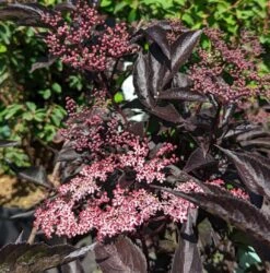 Rotblättriger Holunder `Black Beauty´ Sambucus Nigra `Black Beauty´ -Geschäft Für Pflanzensamen Und Düngemittel Black Beauty1