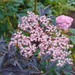 Holunder Black Lace ® Sambucus Nigra `Black Lace´ -Geschäft Für Pflanzensamen Und Düngemittel Black Lace Bl te8k24AfJaw7WMO