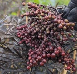 Holunder Black Lace ® Sambucus Nigra `Black Lace´ -Geschäft Für Pflanzensamen Und Düngemittel Black Lace Furcht