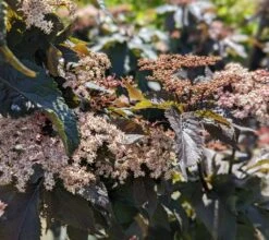 Holunder-Säule Black Tower (R) Sambucus Nigra `Black Tower´ -Geschäft Für Pflanzensamen Und Düngemittel Black Tower1