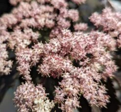 Holunder-Säule Black Tower (R) Sambucus Nigra `Black Tower´ -Geschäft Für Pflanzensamen Und Düngemittel Black tower2