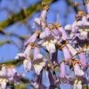 Blauglockenbaum / Kiri-Baum Paulownia Tomentosa
