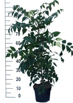 Blauschote / Blaugurkenbaum Decaisnea Fargesii 6 Blauschote / Blaugurkenbaum Decaisnea Fargesii -Geschäft Für Pflanzensamen Und Düngemittel Blauschote Decaisnea weiss