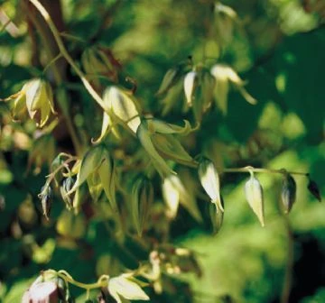 Blauschote / Blaugurkenbaum Decaisnea Fargesii 2 Blauschote / Blaugurkenbaum Decaisnea Fargesii – Bild 2