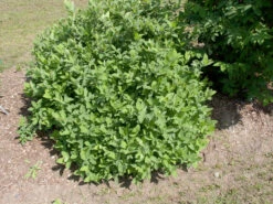 Sibirische Blaubeere "Blue Velvet" Lonicera Kamtschatica `Blue Velvet´ -Geschäft Für Pflanzensamen Und Düngemittel Blue Velvet Kordes Jungpflanzen