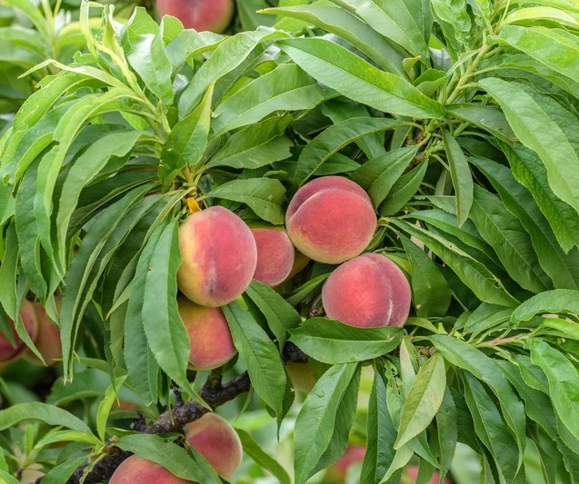 Zwergpfirsich `Bonanza´ Prunus Persica 2 Zwergpfirsich `Bonanza´ Prunus Persica – Bild 2