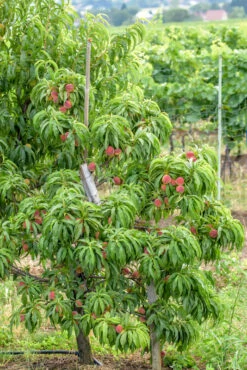 Zwergpfirsich `Bonanza´ Prunus Persica 6 Zwergpfirsich `Bonanza´ Prunus Persica -Geschäft Für Pflanzensamen Und Düngemittel Bonanza