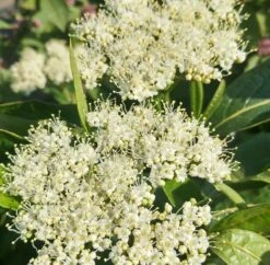 Amerikanischer Schneeball `Brandywine´ Viburnum Nudum `Brandywine´ 9 Amerikanischer Schneeball `Brandywine´ Viburnum Nudum `Brandywine´ -Geschäft Für Pflanzensamen Und Düngemittel Brandywine bl te
