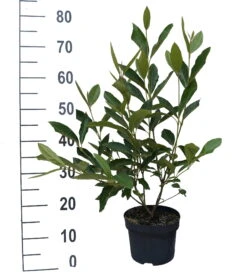 Amerikanischer Schneeball `Brandywine´ Viburnum Nudum `Brandywine´ 10 Amerikanischer Schneeball `Brandywine´ Viburnum Nudum `Brandywine´ -Geschäft Für Pflanzensamen Und Düngemittel Brandywine weiss