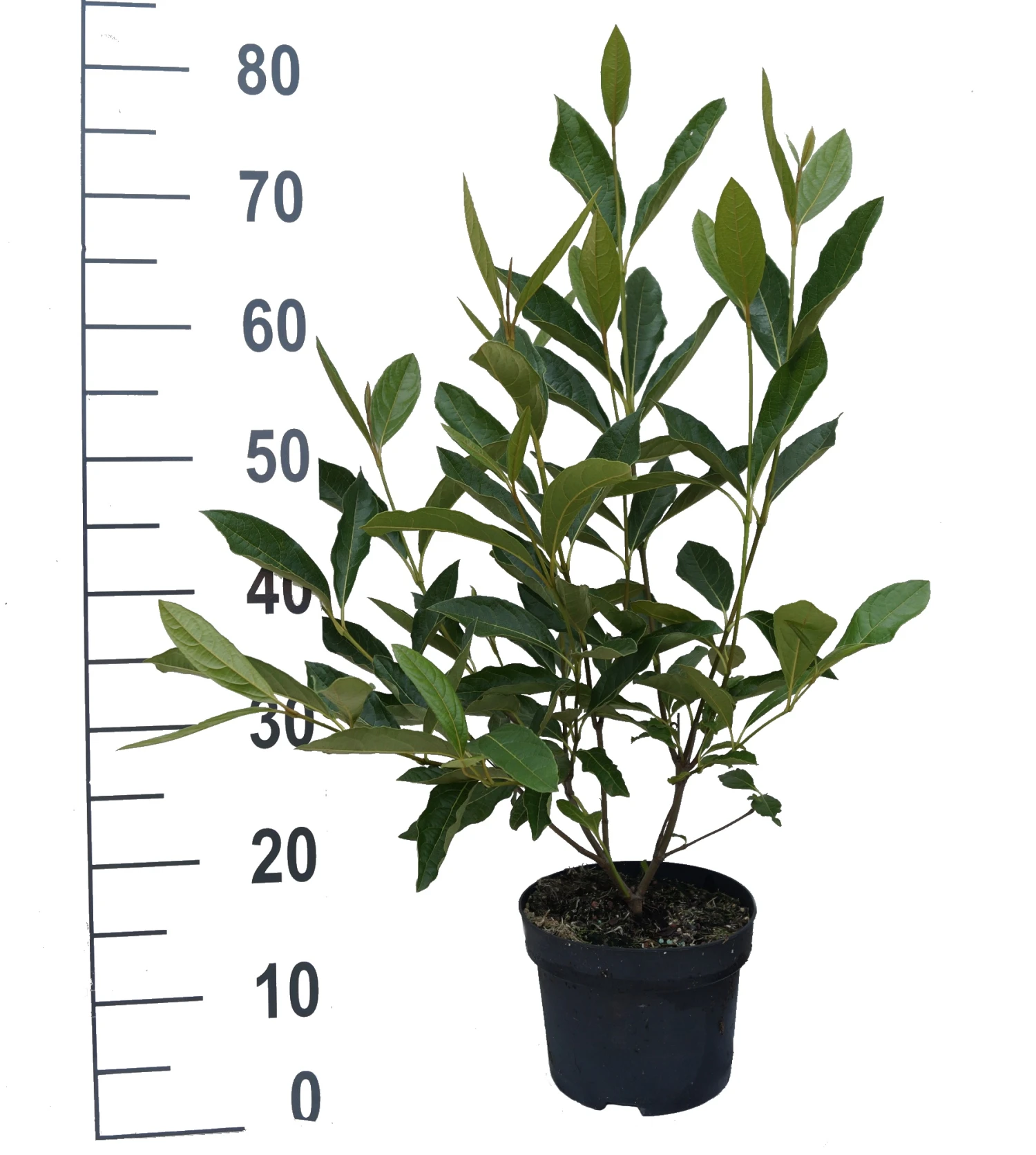 Amerikanischer Schneeball `Brandywine´ Viburnum Nudum `Brandywine´ 4 Amerikanischer Schneeball `Brandywine´ Viburnum Nudum `Brandywine´ – Bild 4