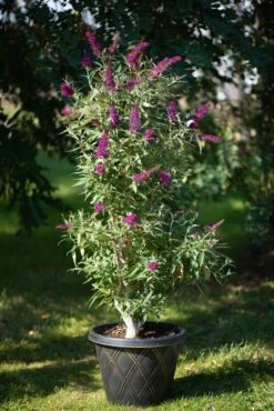 Säulen-Sommerflieder `Butterfly Tower´ Buddleja Davidii `Butterfly Tower´ -Geschäft Für Pflanzensamen Und Düngemittel Butterfly Tower Kordes Jungpflanzen2