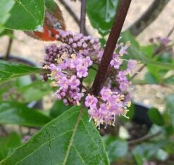 Schönfrucht, Liebesperlenstrauch Callicarpa Bodinieri `Profusion´ -Geschäft Für Pflanzensamen Und Düngemittel Callicarpa Sch nfrucht Bl te